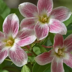 Jasmin - Sæt med 6 - Jasminum 'Summer Scent' - Højde 25-40cm - ⌀9cm