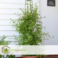 Jasmin - Sæt med 6 - Jasminum 'Summer Scent' - Højde 25-40cm - ⌀9cm