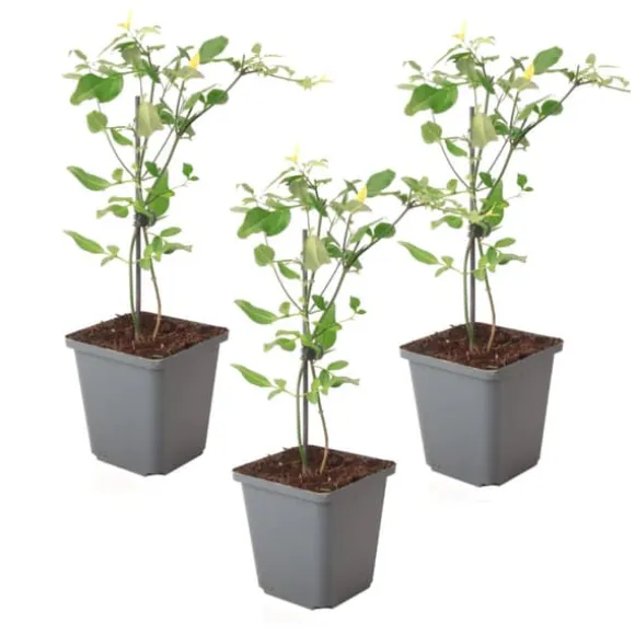 Jasmin - Sæt med 3 - Jasminum 'Summer Scent' - Højde 25-40cm - ⌀9cm