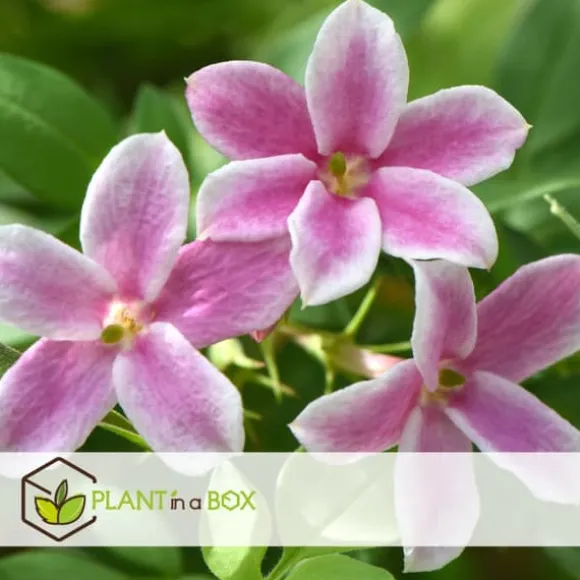 Jasmin - Sæt med 3 - Jasminum 'Summer Scent' - Højde 25-40cm - ⌀9cm