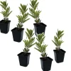 Jordbærtræ - Sæt med 6 - Arbutus 'Unedo' - Højde 25-40cm - ⌀9cm