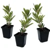 Jordbærtræ - Sæt med 3 - Arbutus 'Unedo' - Højde 25-40cm - ⌀9cm