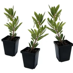 Jordbærtræ - Sæt med 3 - Arbutus 'Unedo' - Højde 25-40cm - ⌀9cm