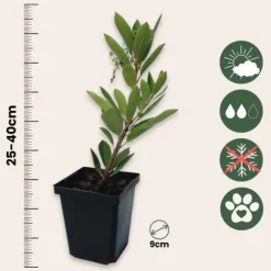 Jordbærtræ - Sæt med 3 - Arbutus 'Unedo' - Højde 25-40cm - ⌀9cm