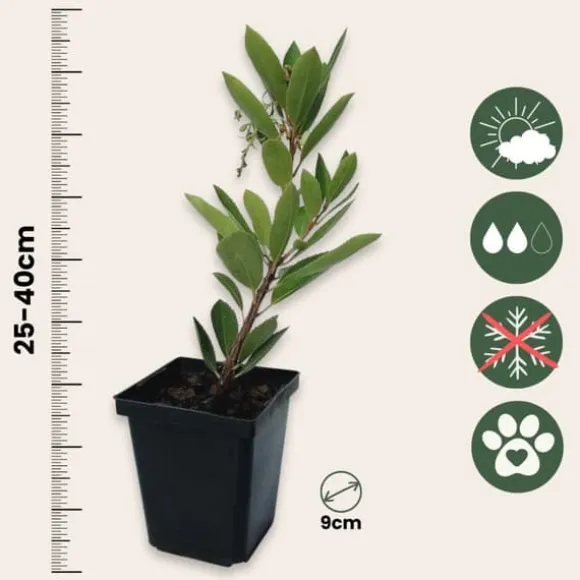 Jordbærtræ - Sæt med 3 - Arbutus 'Unedo' - Højde 25-40cm - ⌀9cm