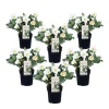 Julerose - Sæt med 6 - Helleborus niger 'Mont Blanc' - Højde 20-30cm - ⌀12cm