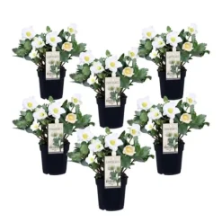 Julerose - Sæt med 6 - Helleborus niger 'Mont Blanc' - Højde 20-30cm - ⌀12cm