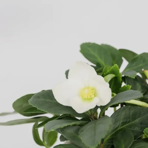 Julerose - Sæt med 6 - Helleborus niger 'Mont Blanc' - Højde 20-30cm - ⌀12cm