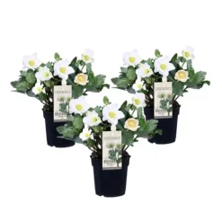 Julerose - Sæt med 3 - Helleborus niger 'Mont Blanc' - Højde 20-30cm - ⌀12cm