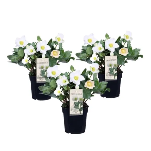 Julerose - Sæt med 3 - Helleborus niger 'Mont Blanc' - Højde 20-30cm - ⌀12cm