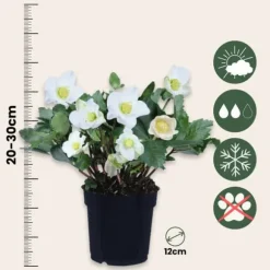Julerose - Sæt med 3 - Helleborus niger 'Mont Blanc' - Højde 20-30cm - ⌀12cm