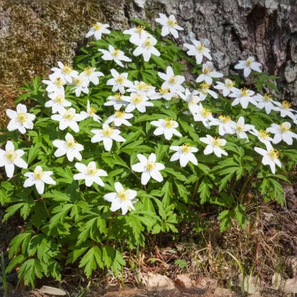 Julerose - Sæt med 3 - Helleborus niger 'Mont Blanc' - Højde 20-30cm - ⌀12cm