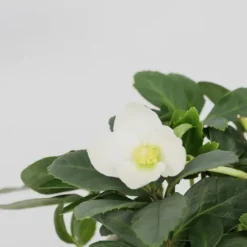Julerose - Sæt med 3 - Helleborus niger 'Mont Blanc' - Højde 20-30cm - ⌀12cm