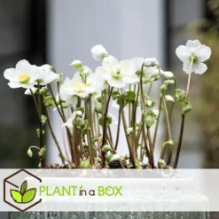 Julerose - Sæt med 3 - Helleborus niger 'Mont Blanc' - Højde 20-30cm - ⌀12cm