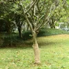 Juterulle 0,5x25 m 200 gsm - 100% naturlig jute til dekoration | Størrelse: 0,5x25 m