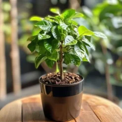 Kaffetræ - Coffea arabica - Højde 25-40cm - ⌀12cm