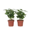 Kaffetræ - Sæt med 2 - Coffea arabica - Højde 25-40cm - ⌀12cm