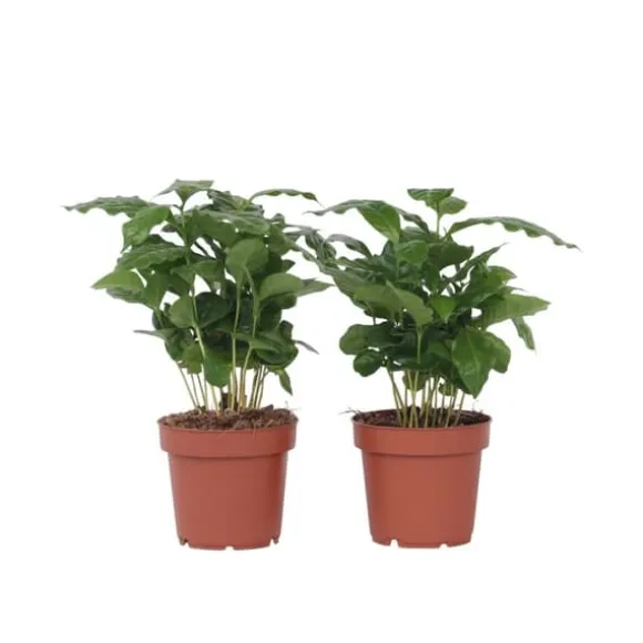 Kaffetræ - Sæt med 2 - Coffea arabica - Højde 25-40cm - ⌀12cm