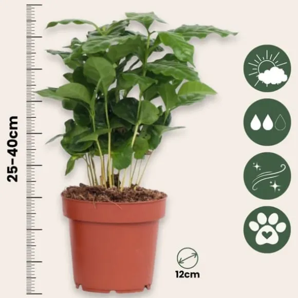 Kaffetræ - Sæt med 2 - Coffea arabica - Højde 25-40cm - ⌀12cm