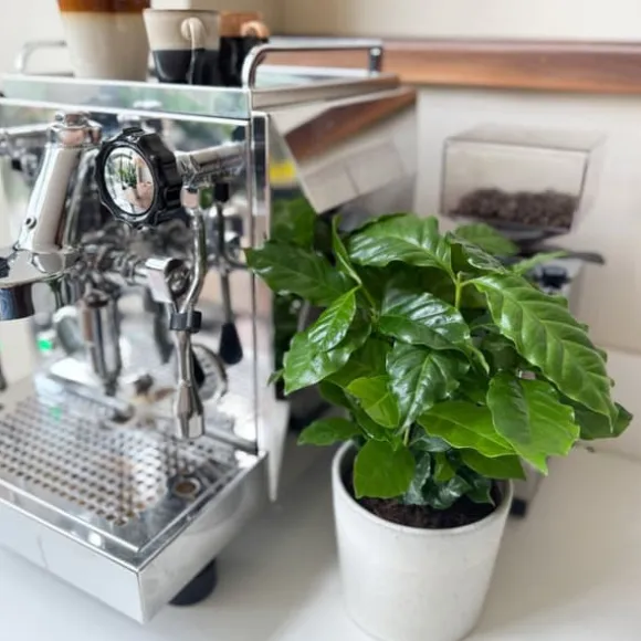 Kaffetræ - Sæt med 2 - Coffea arabica - Højde 25-40cm - ⌀12cm