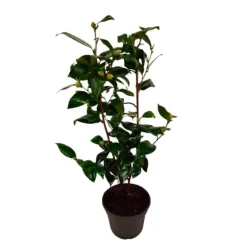 Kamelia japansk rose - Camellia japonica 'Brush Field' - Højde 50-60cm - ⌀15cm