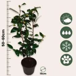 Kamelia japansk rose - Camellia japonica 'Brush Field' - Højde 50-60cm - ⌀15cm