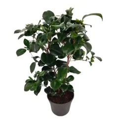 Kamelia japansk rose - Camellia japonica 'Lady Campbell' - Højde 50-60cm - ⌀15cm