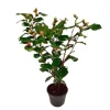 Kamelia japansk rose - Camellia japonica 'Dr. King' - Højde 50-60cm - ⌀15cm
