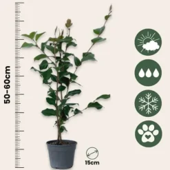 Kamelia japansk rose - Camellia japonica 'Dr. King' - Højde 50-60cm - ⌀15cm
