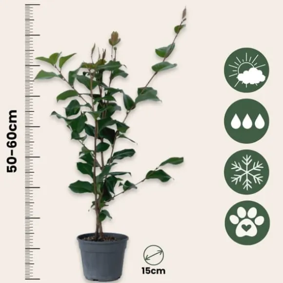 Kamelia japansk rose - Camellia japonica 'Dr. King' - Højde 50-60cm - ⌀15cm