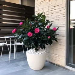 Kamelia japansk rose - Camellia japonica 'Dr. King' - Højde 50-60cm - ⌀15cm