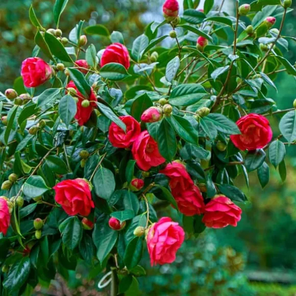 Kamelia japansk rose - Camellia japonica 'Dr. King' - Højde 50-60cm - ⌀15cm