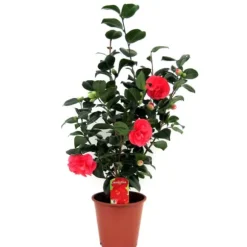Kamelia japansk rose - Camellia japonica 'Lady Campbell' - Højde 60-70cm - ⌀19cm