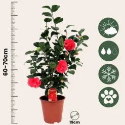 Kamelia japansk rose - Camellia japonica 'Lady Campbell' - Højde 60-70cm - ⌀19cm