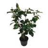 Kamelia japansk rose - Camellia japonica 'Bonomiana' - Højde 50-60cm - ⌀15cm
