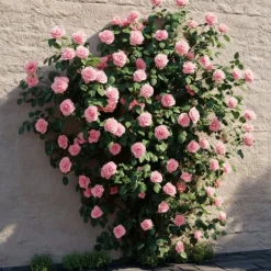 Kamelia japansk rose - Camellia japonica 'Bonomiana' - Højde 50-60cm - ⌀15cm