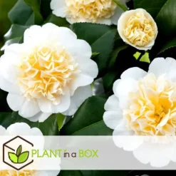 Kamelia japansk rose - Sæt med 3 - Camellia 'B. Field' - Højde 25-40cm - ⌀9cm