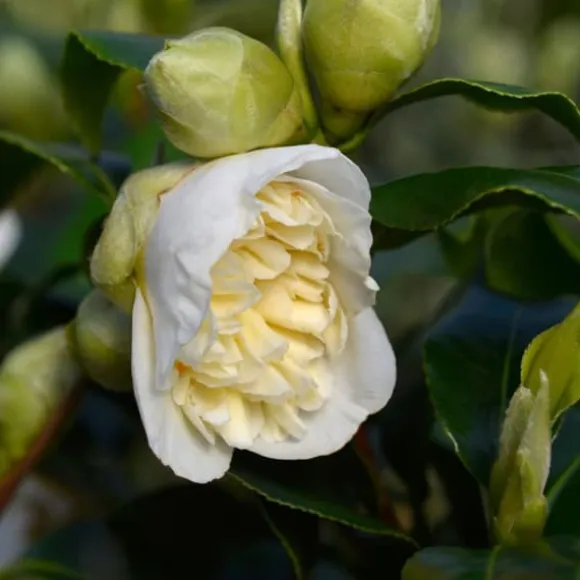 Kamelia japansk rose - Sæt med 2 - Camellia Brush Field - Højde 50-60cm - ⌀15cm