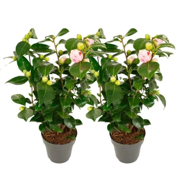 Kamelia japansk rose - Sæt med 2 - Camellia 'Bonomiana' - Højde 50-60cm - ⌀15cm