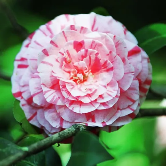 Kamelia japansk rose - Sæt med 2 - Camellia 'Bonomiana' - Højde 50-60cm - ⌀15cm
