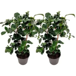 Kamelia japansk rose - Sæt 2 - Camellia 'Lady Campbell' - Højde 50-60cm - ⌀15cm