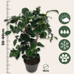 Kamelia japansk rose - Sæt 2 - Camellia 'Lady Campbell' - Højde 50-60cm - ⌀15cm