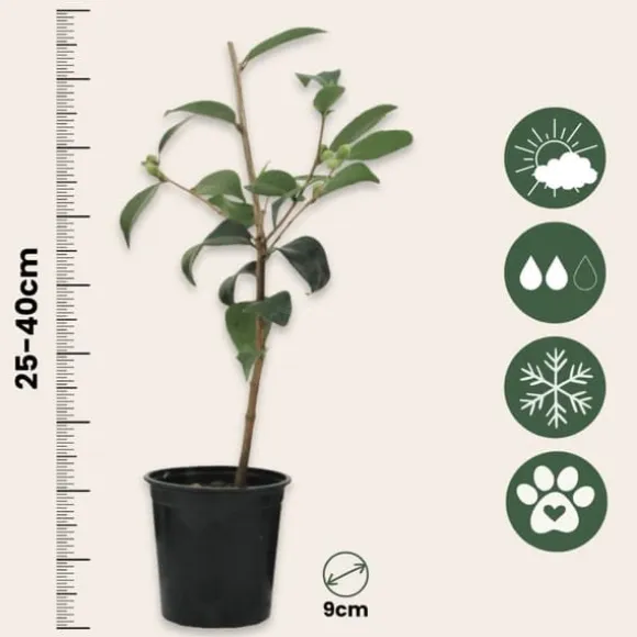 Kamelia japansk rose - Sæt med 3 - Camellia 'Bonomiana' - Højde 25-40cm - ⌀9cm