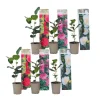 Kamelia japansk rose - Sæt med 6 - Camellia japonica - Højde 25-40cm - ⌀9cm