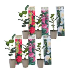 Kamelia japansk rose - Sæt med 6 - Camellia japonica - Højde 25-40cm - ⌀9cm