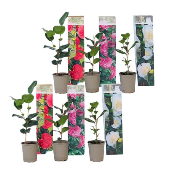 Kamelia japansk rose - Sæt med 6 - Camellia japonica - Højde 25-40cm - ⌀9cm