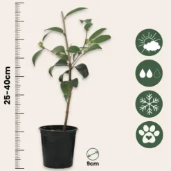 Kamelia japansk rose - Sæt med 6 - Camellia japonica - Højde 25-40cm - ⌀9cm