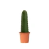 Kandelabertræ - Euphorbia ingens - Højde 40-50cm - ⌀18cm