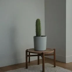 Kandelabertræ - Euphorbia ingens - Højde 40-50cm - ⌀18cm