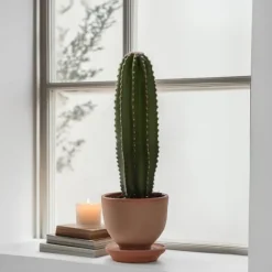 Kandelabertræ - Euphorbia ingens - Højde 40-50cm - ⌀18cm